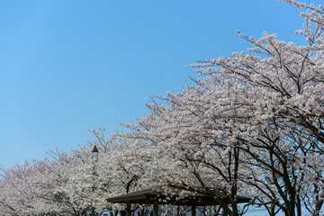 Cherry blossoms at the Yasuragi tsutsumi park in Niigata, Japan