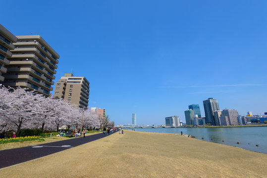 Cherry blossoms at the Yasuragi tsutsumi park in Niigata, Japan