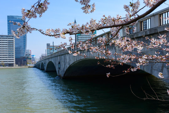 Bandai bridge and Cherry blossoms in Niigata, Japan