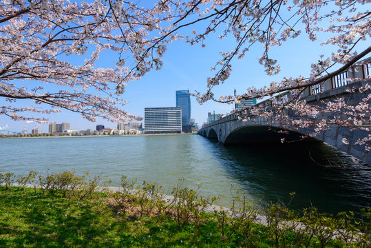 Bandai bridge and Cherry blossoms in Niigata, Japan