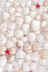 background of sea shells - 76307323