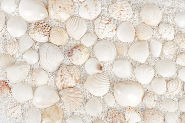 background of sea shells - 76307328