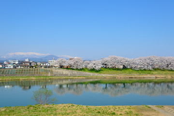 Obraz premium Cherry blossoms along Shiroishi river (Shiroishigawa tsutsumi Se