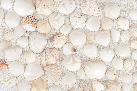 background of sea shells