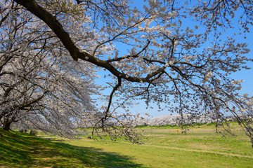 Cherry blossoms along Shiroishi river (Shiroishigawa tsutsumi Se