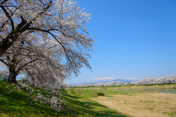 Cherry blossoms along Shiroishi river (Shiroishigawa tsutsumi Se
