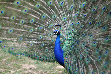 Naklejka premium Indian peafowl, Pavo cristatus