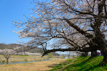 Cherry blossoms along Shiroishi river (Shiroishigawa tsutsumi Se