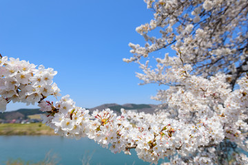 Cherry blossoms along Shiroishi river (Shiroishigawa tsutsumi Se