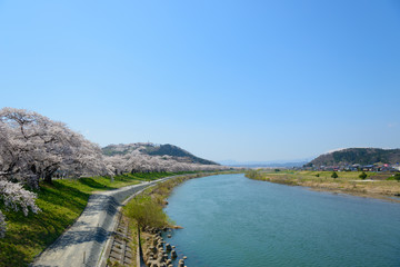 Cherry blossoms along Shiroishi river (Shiroishigawa tsutsumi Se