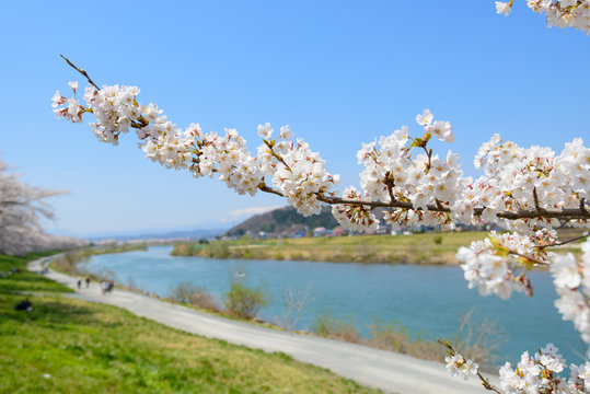 Cherry blossoms along Shiroishi river (Shiroishigawa tsutsumi Se