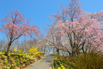 Obraz premium Cherry blossoms at Funaoka Castle Park in Miyagi, Japan