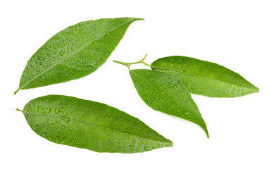 wet tangerine leaf isolated