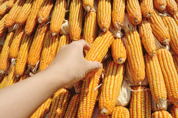 Yellow Corns hanging outdoor