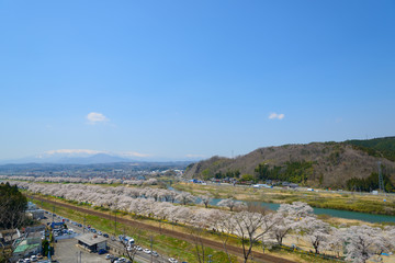 Obraz premium Cherry blossoms along Shiroishi river (Shiroishigawa tsutsumi Se