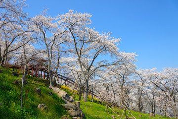 Cherry blossoms at Funaoka Castle Park in Miyagi, Japan