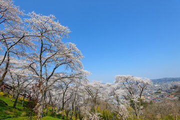 Obraz premium Cherry blossoms at Funaoka Castle Park in Miyagi, Japan