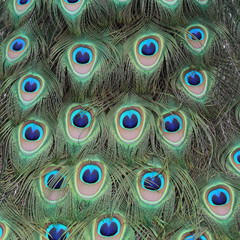 Obraz premium Indian peafowl, Pavo cristatus