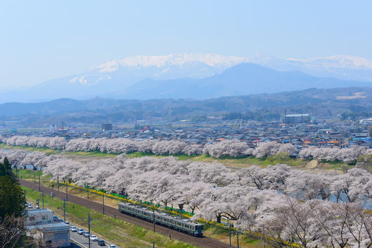 Cherry blossoms along Shiroishi river (Shiroishigawa tsutsumi Se