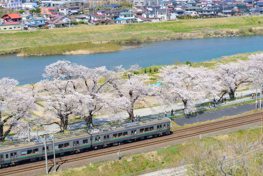 Cherry blossoms along Shiroishi river (Shiroishigawa tsutsumi Se