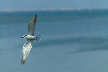 Flying seagull.