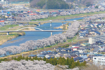 Cherry blossoms at Funaoka Castle Park in Miyagi, Japan