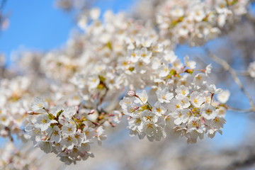 Cherry blossoms