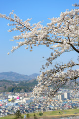 Cherry blossoms at Funaoka Castle Park in Miyagi, Japan