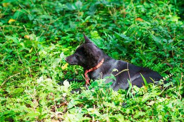 Fototapeta premium Black native Thai dog on green grass