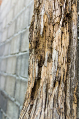 Pole decay from termites erosion destroy a brick wall
