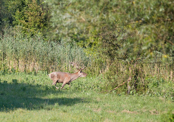 Red deer