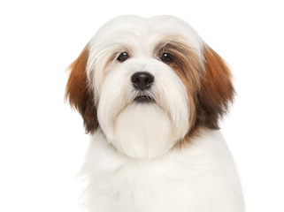 Lhasa Apso on a white background
