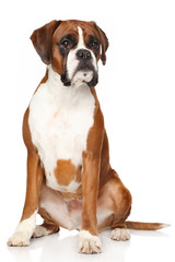 Boxer dog on white background - 76309580