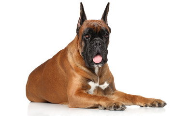 Boxer dog on white background