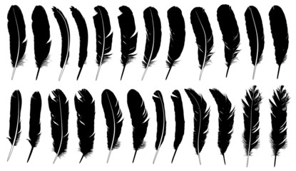Set of different feathers isolated on white