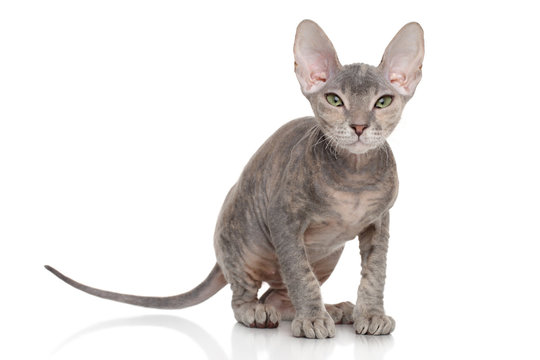 Don Sphynx kitten