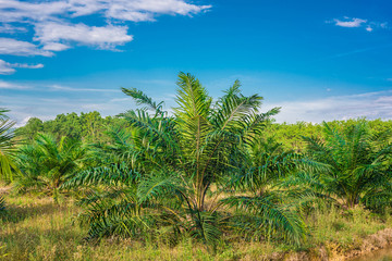 Naklejka premium Views of palm oil plantations