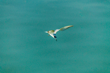 Flying seagull.