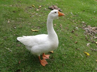 Ganso
