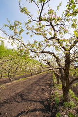 blooming apple garden