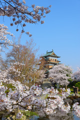 Cherry blossoms at the Takashima Park and the Takashima Castle i