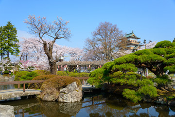 Cherry blossoms at the Takashima Park and the Takashima Castle i