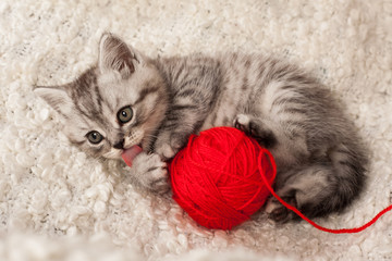 nice kitten plays with threads