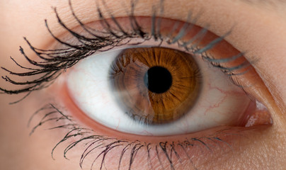 Brown human eye with reflection. Macro shot.