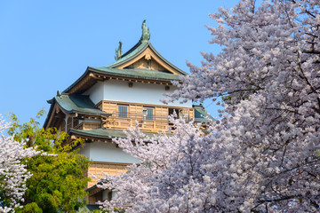 Cherry blossoms at the Takashima Park and the Takashima Castle i