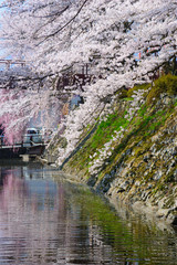 Fototapeta na wymiar Cherry blossoms at the Takashima Park in Suwa, Nagano, Japan