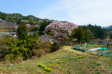 Fototapeta na wymiar Kurofunezakura in Achi, Nagano, Japan