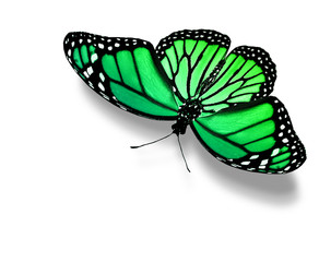 Green butterfly , isolated on white