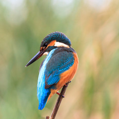 bird