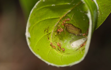 The new community ants build the new house